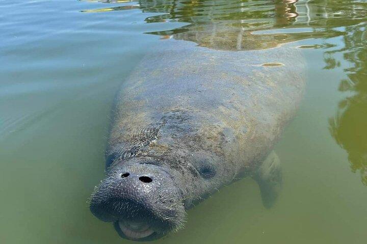 Self-Guided Kayaking Manatee and Dolphin Tour