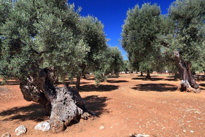 Puglia Olive Oil Tasting Experience with Olive Grove Walk