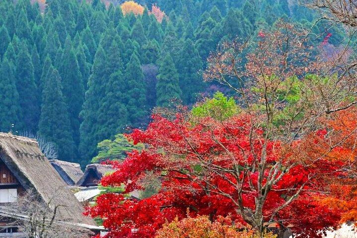 Enjoyable One day Bus Tour From Nagoya