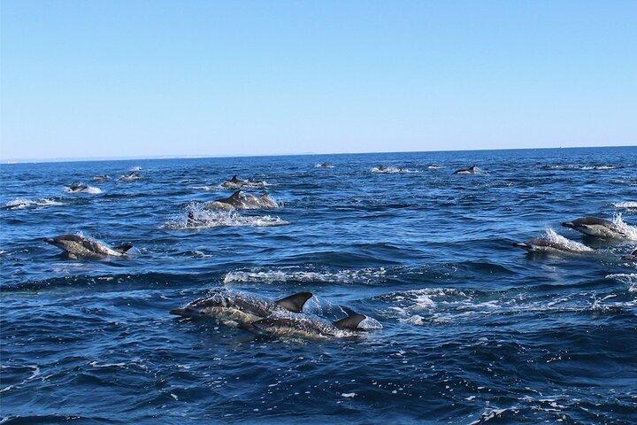 Dolphin Watching from Lagos with Marine Biologists