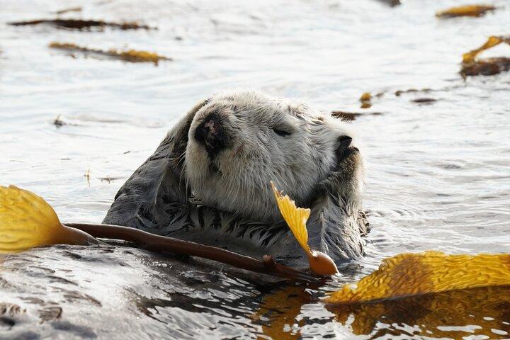Sitka Premier Whale Watching and Wildlife Tour
