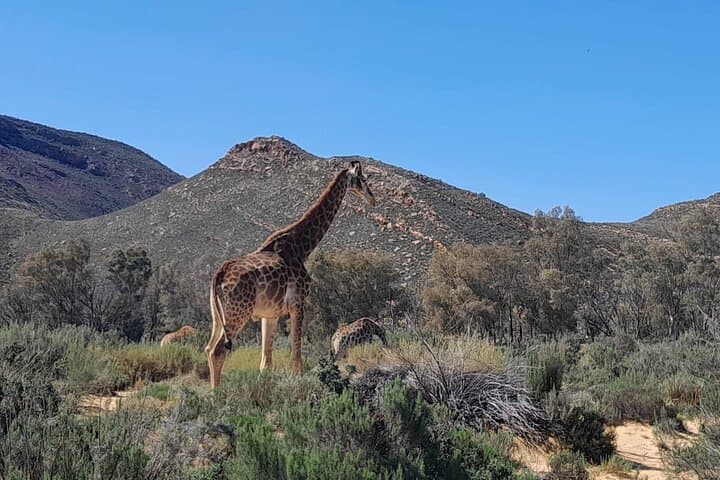Cape Town Big Five sunset safari With All Inclusive