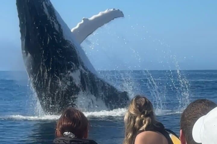Noosa Whale Watching Cruise – Humpback Whale Adventure