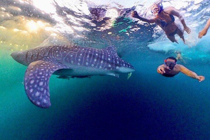 Full Day Sumbawa Tour and Swimming with Whale Sharks