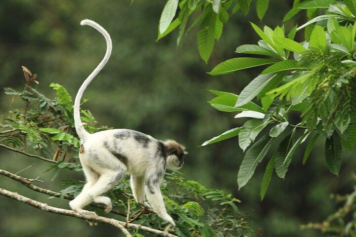 Sinharaja Rainforest Private Day Tour from Galle