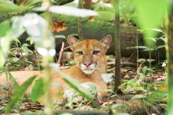 Corcovado Region Land and Ocean Wildlife Adventure