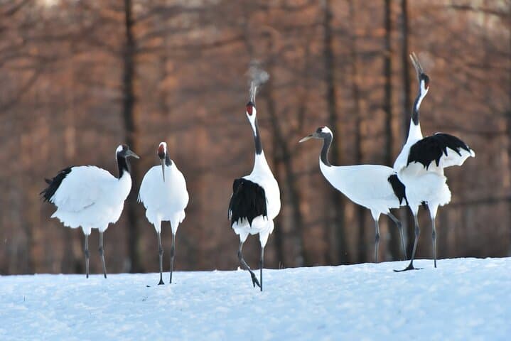 Red-Crowned Crane, Eagle & Wildlife Guided Tour at Kushiro marsh