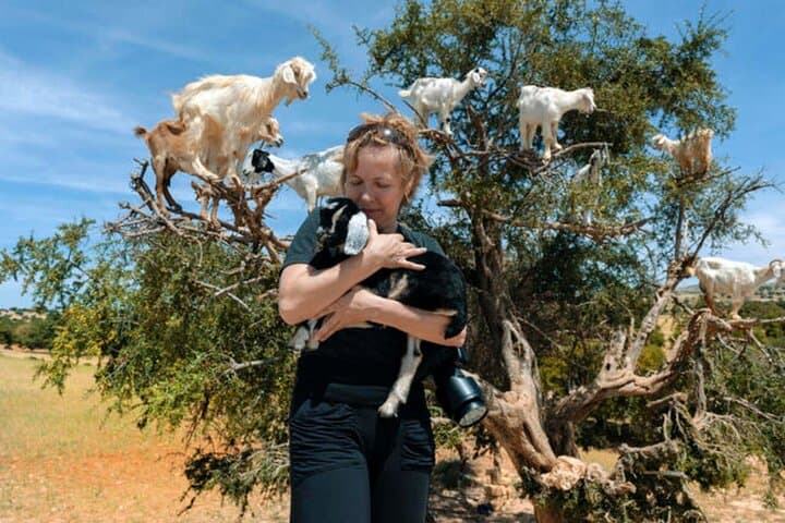 Agadir Excursion of goats in the argan trees & visit of the souk