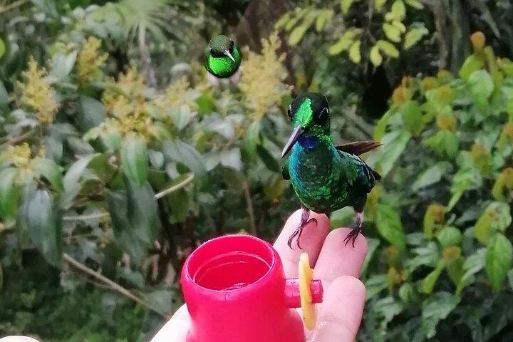 Chaquimallana Reserve : Mindo's Best Hummingbird Experience.