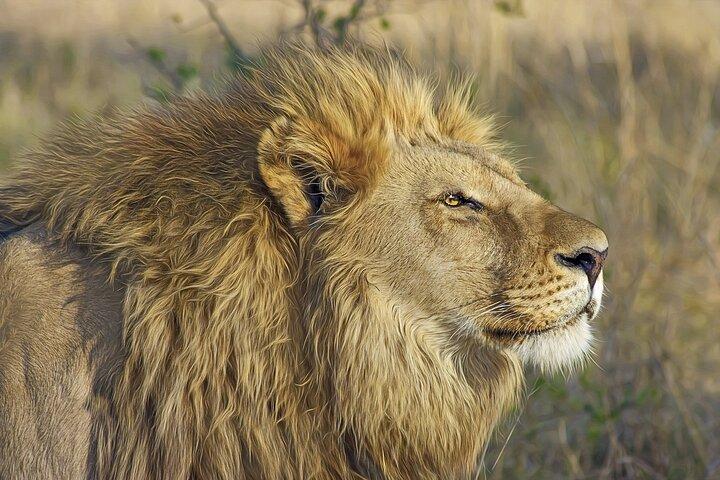 Gambia to Senegal Tour with Ferry Crossing and Safari Park