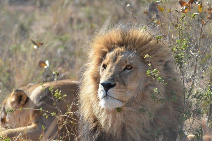 Amazing Safari at Game Reserve in Cape Town - see the Big5