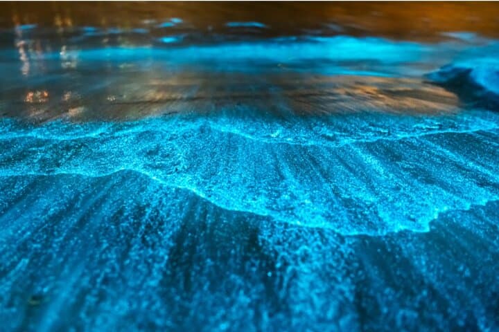 Bioluminescence by kayak or SUP to Los Arcos Puerto Vallarta