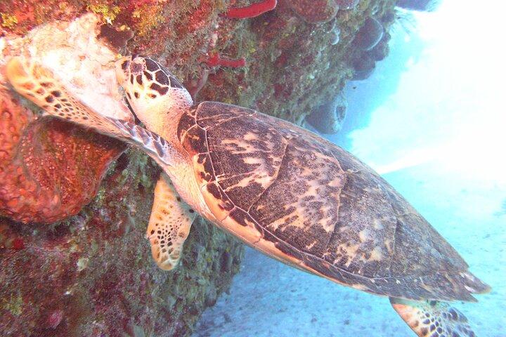 Stingray Sandbar, Snorkeling, and Starfish Point