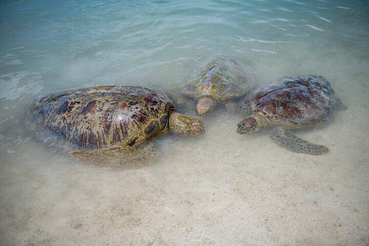 Full Day Tour Cascades Adventure, Turtles and Blue Lagoon