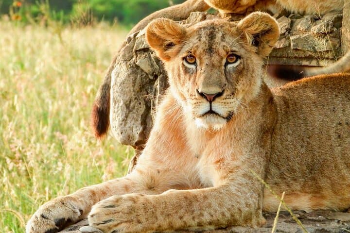 Nairobi National Park Sunrise Group Joining Game Drive