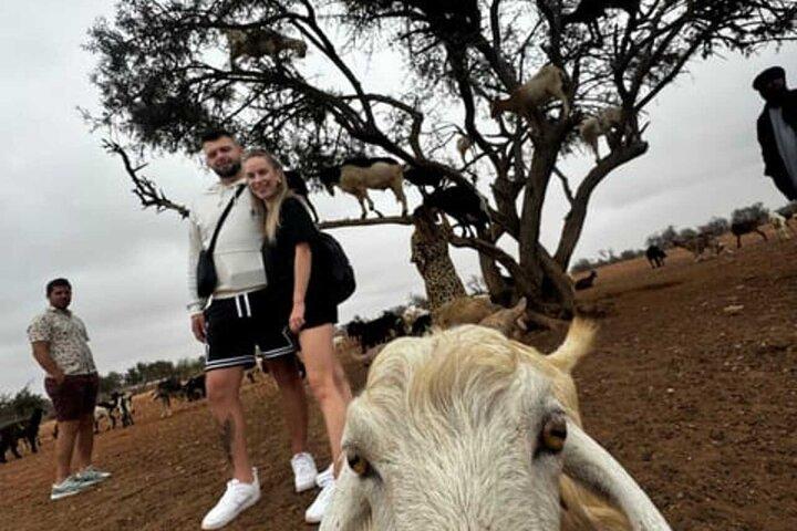 Morning Goats on Argan Trees & Souk El Had Agadir Tour