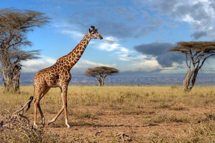 5 Days Mid-Range Group Safari