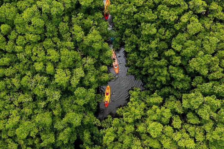 SoCoHo Eco Kayak and Snorkel Tour