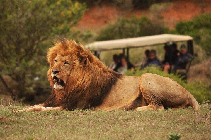 Full-Day Schotia Game Reserve & Giraffe Walk (Open 4x4 Vehicle)