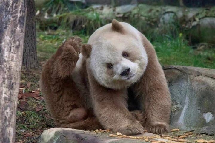 Exclusive Private Xi'an One day Giant Panda Tour (Panda Qizai)