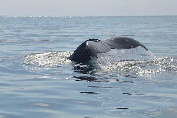 Whale Watching in Saint Andrews (NB) with Private Van Tour