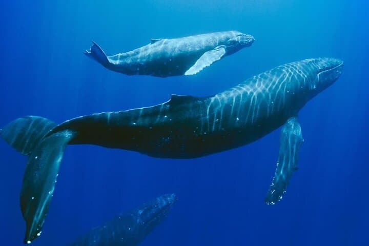 Mauritius Dolphin Swim & Whale Tour | Shared Speed Boat