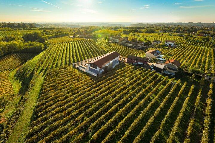 Guided tour and tasting 5 wines in the hills of Prosecco