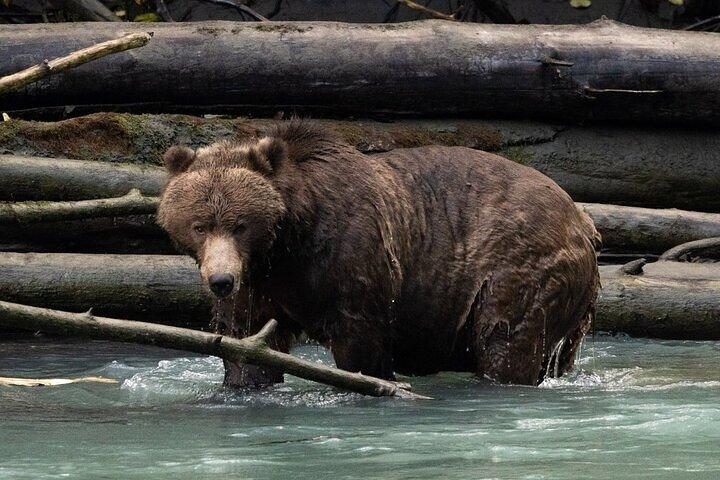 Toba Bears and Wilderness Grizzly Bear Viewing in Campbell River