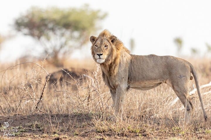 Half Day Kruger Safari from Malelane, Marloth Park & Komatipoort