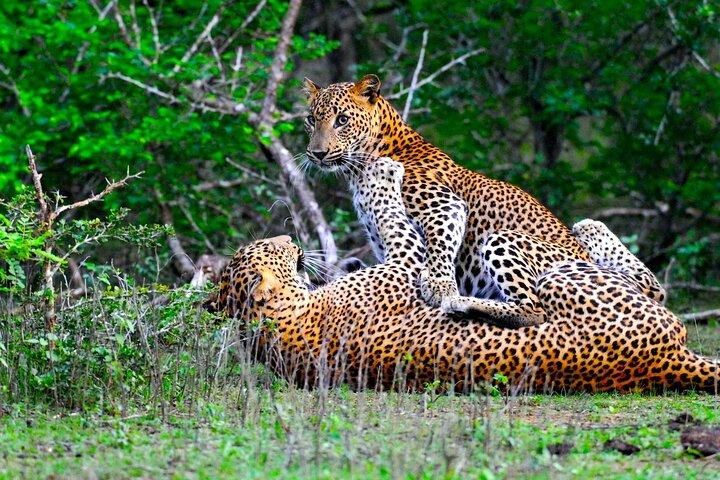 Yala National Park Safari Tours -Half Day & Full Day