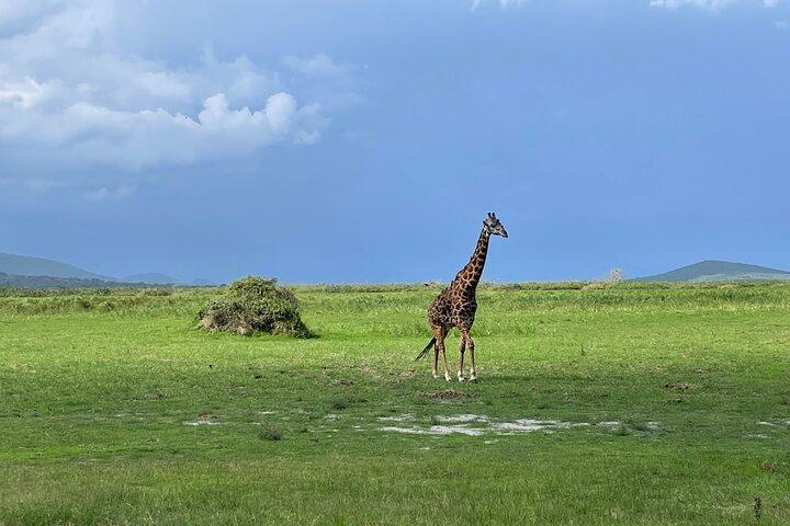One Day Akagera Wildlife Safari