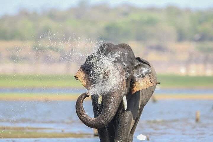 Minneriya National Park Safari [private , full package]