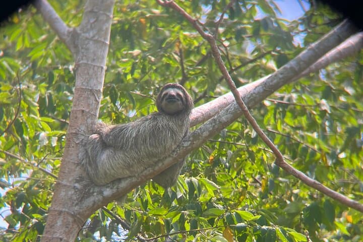 Explore Panama Canal and Gatun Lake with Rainforest Jungle Walk