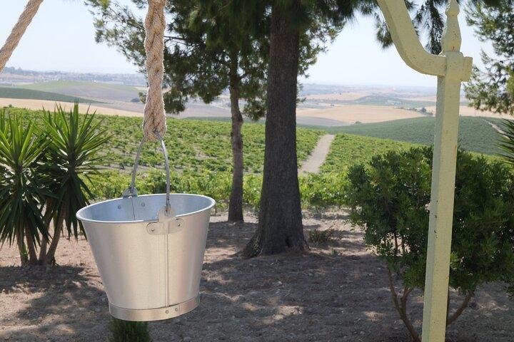 Vineyard, Winery and Flamenco in Jerez : Discover its Tradition and Culture