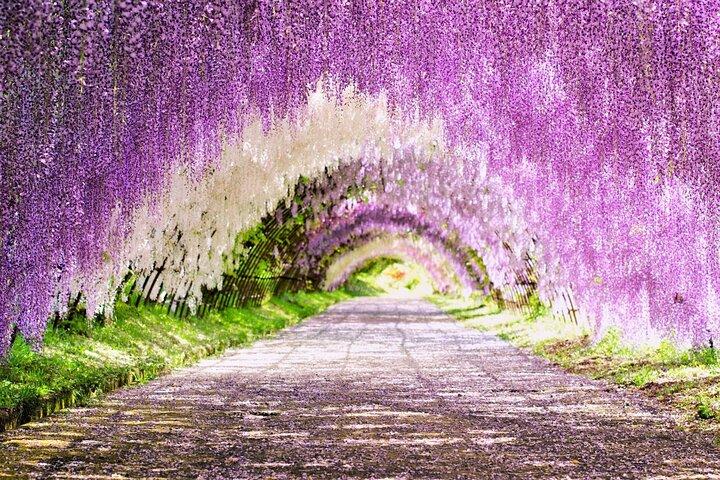 Guaranteed Departure: Kawachi Wisterias Garden 1Day Bus Tour