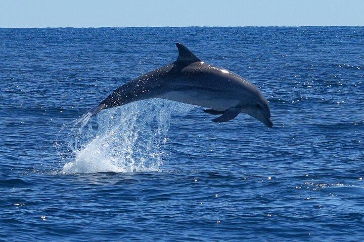 Discovery of the Dolphins in Grau-du-Roi