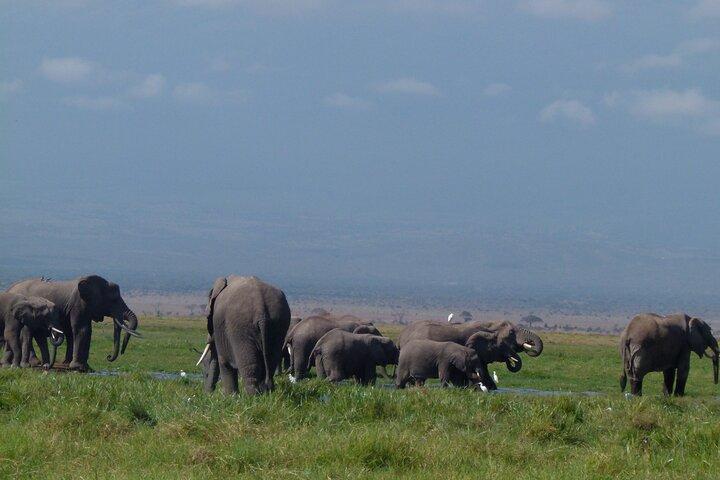 Amboseli Wildlife Adventure Five Day Multi Day Tour