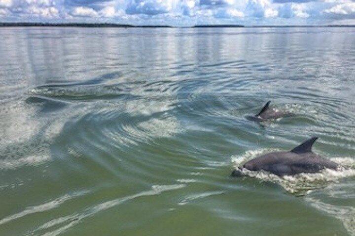 Private Hilton Head Dolphin Tour (Up to 6 Passengers)