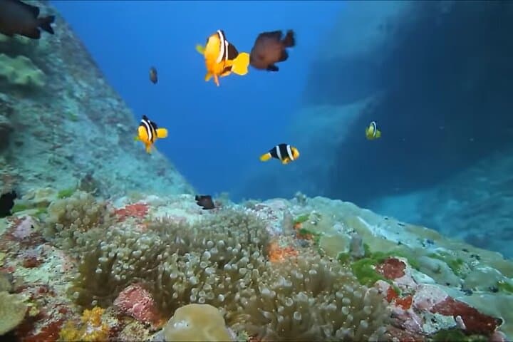 Snorkeling & Magaritaville experience Day tour in Montego Bay
