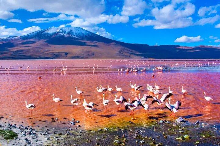 Discover Bolivia’s Salt Flats and Vibrant Lagoons 3D/2N