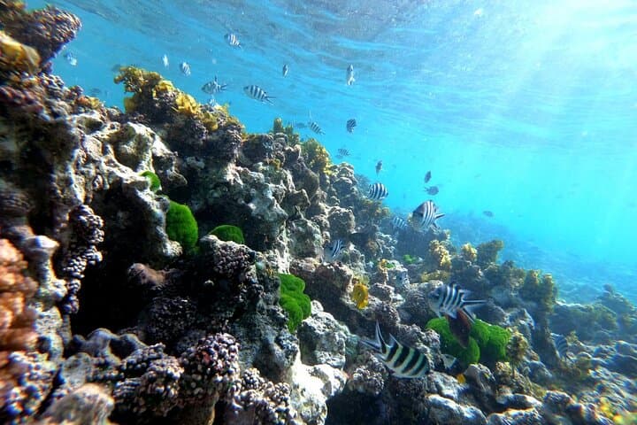 Half Day Snorkeling Coco and Felicite Island