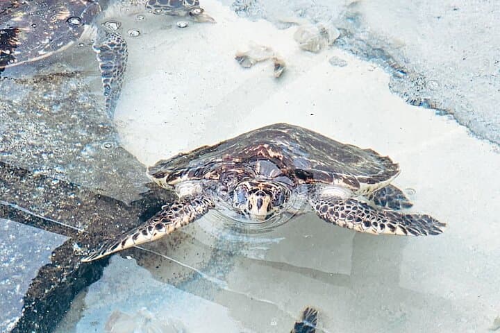 Beachcomber Island Day Trip Fiji's Authentic Island Experience