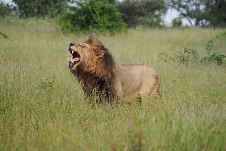 ICONIC Kruger National Park Day Trip from Hoedspruit