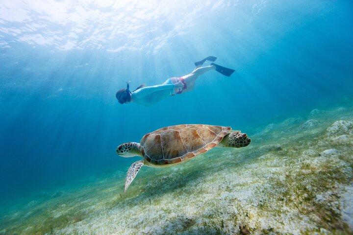 Soundside Cruiser Morning Snorkel & Dolphin Adventure