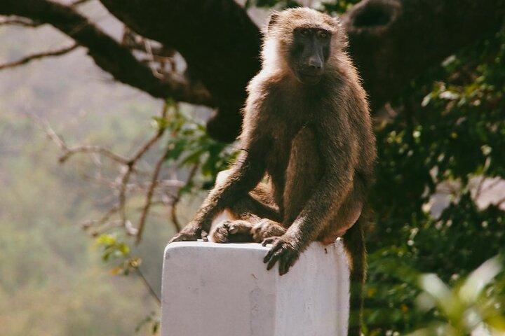 3 Days Exclusive Naaya Safari To Mole National Park