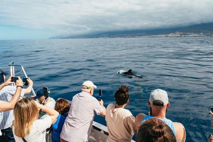 Christians ecoyacht excursion for whale watching