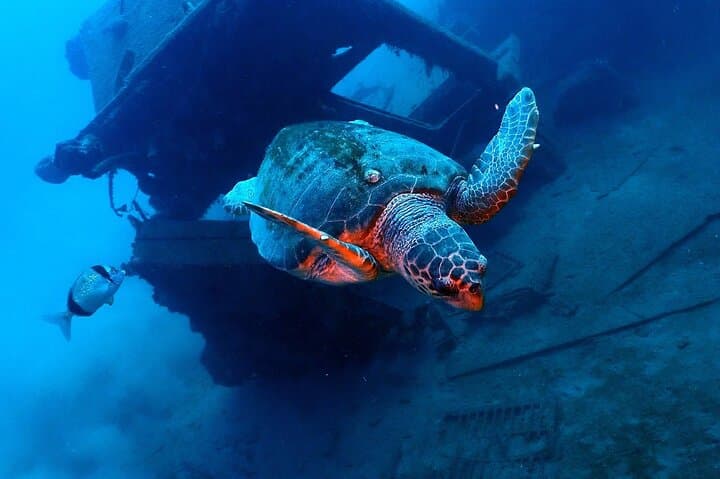 Larnaca Snorkelling Zenobia Wreck