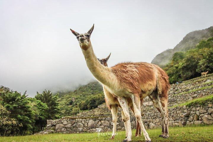 Machu Picchu Official Ticket Circuit 2, Bus & Private Guide