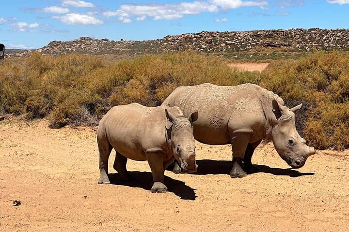 Aquila Game Reserve Safari with Park Fees Transport and Lunch