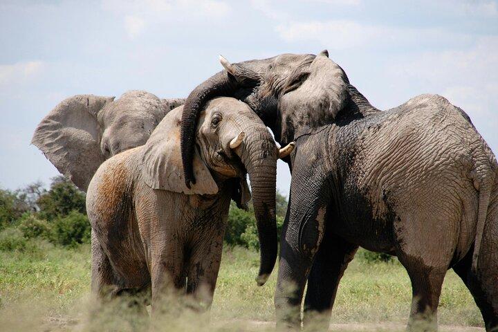 3 Days Serengeti & Ngorongoro Safari Adventure
